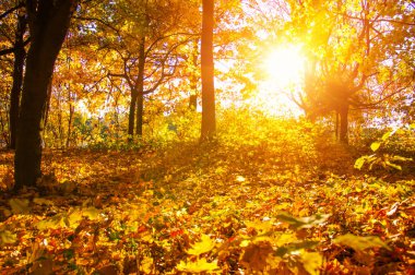  Sonbahar manzarası, güneş ışınlarında ağaçlar... 
