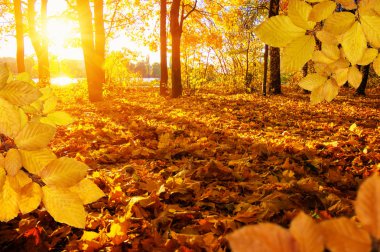  Güneşte sonbahar yaprakları ve bulanık ağaçlar. Sonbahar arkaplanı.