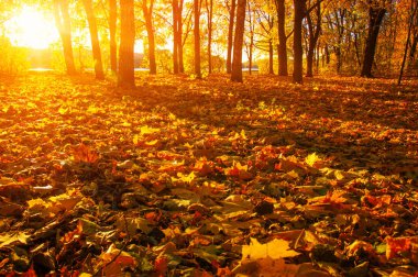 tarih Pzr sonbahar ormandaki düşen yapraklar