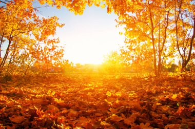 Sonbahar manzarası, güneş ışınlarında ağaçlar... 
