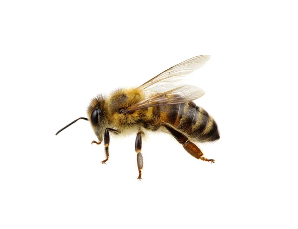 Abeja Aislada Blanco — Foto de Stock