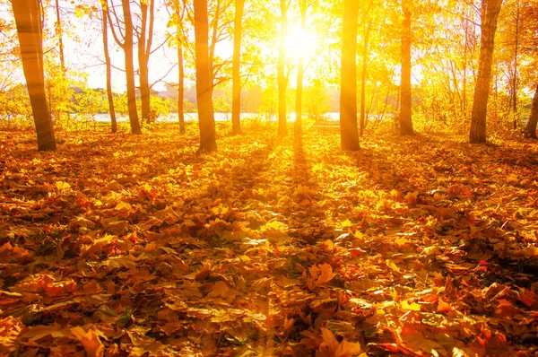 Höstlandskap Med Träd Solstrålar — Stockfoto