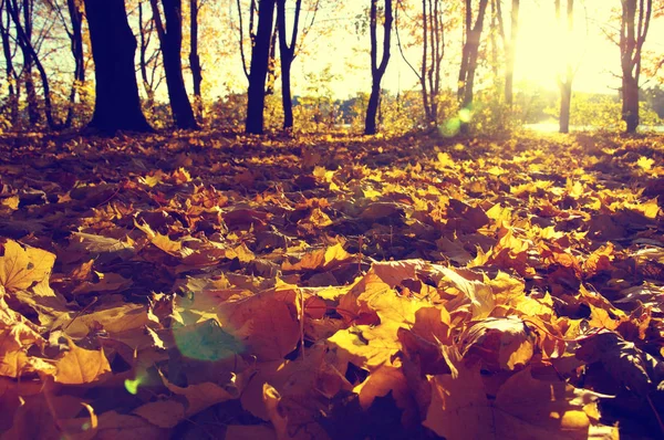 秋天的树在公园里的阳光下 — 图库照片