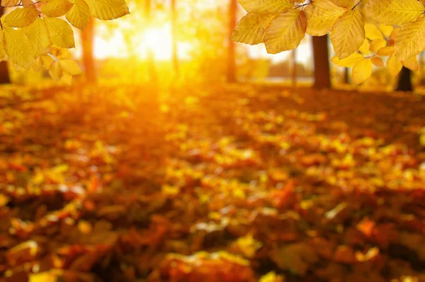 Осенние Листья Солнце Размытые Деревья Осенний Фон — стоковое фото