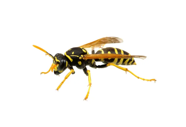 Wasp Isolated White Background — Stock Photo, Image