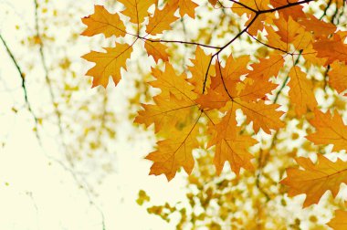  Bulanık doğa arka planında sonbahar yaprakları. Sığ odaklanma. Düştü..