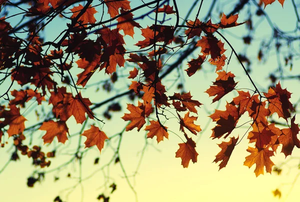 空に秋の紅葉 トーンの効果 — ストック写真
