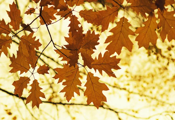 Podzim Podzim Zanechává Pozadí Stromovou Větev Žlutého Listu Rozmazaném Zadku — Stock fotografie