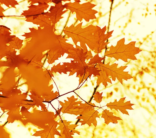 Hojas Otoño Sobre Fondo Borroso Naturaleza Foco Superficial Caída Bokeh — Foto de Stock