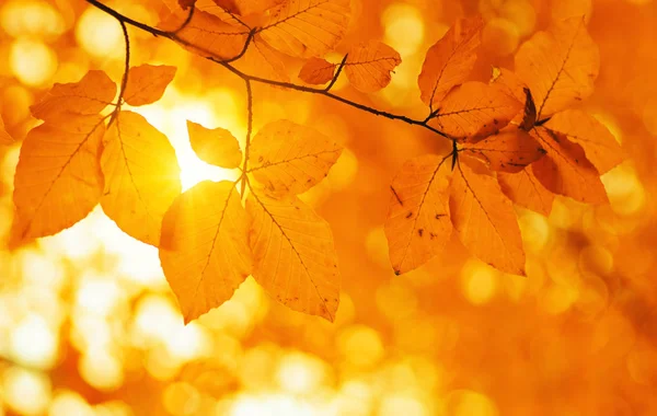 Autumn Leaves Sun — Stock Photo, Image