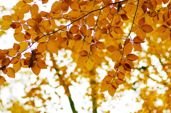 Hojas Otoño Sobre Fondo Borroso Naturaleza Foco Superficial Caída Bokeh —  Fotos de Stock