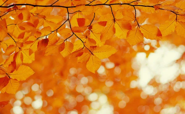 Foglie Autunnali Sfondo Natura Sfocata Concentrazione Superficiale Caduta Bokeh — Foto Stock