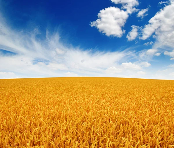 Пшеничне Поле Небо Білими Хмарами — стокове фото