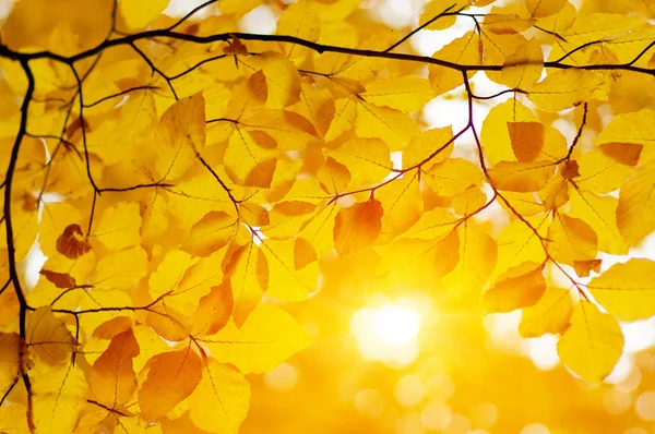 Feuilles Automne Sur Soleil Automne Fond Flou — Photo