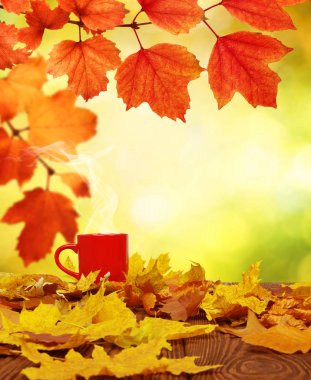 Sonbahar yaprakları ve güneşte kırmızı kahve bulanık ağaçlar. Sonbahar arkaplanı.