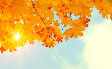 Gökte ve güneşte sonbahar yaprakları