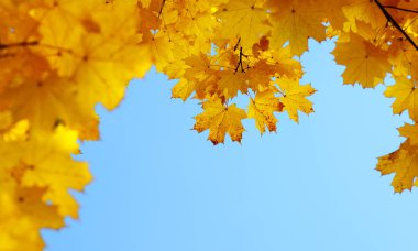 Gökte ve güneşte sonbahar yaprakları