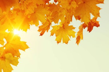  Bulanık doğa arka planında sonbahar yaprakları. Sığ odaklanma. Düştü..