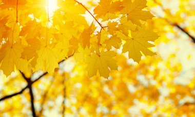  Bulanık doğa arka planında sonbahar yaprakları. Sığ odaklanma. Düştü..