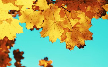 Güneşte sonbahar yaprakları. Sonbahar bulanık arkaplanı.