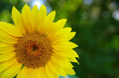 Yeşil arkaplanda ayçiçeğini kapat