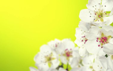  Bulanık doğa geçmişi üzerinde çiçekler. Bahar çiçekleri. Yeşil bokeh ile arka plan