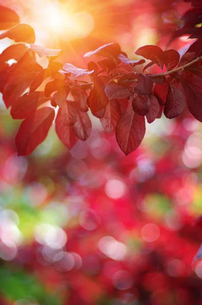 Autumn Leaves Sun Fall Blurred Background — Stock Photo, Image