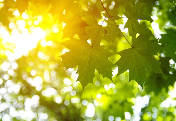 Grüne Blätter Und Sonne Frühling — Stockfoto