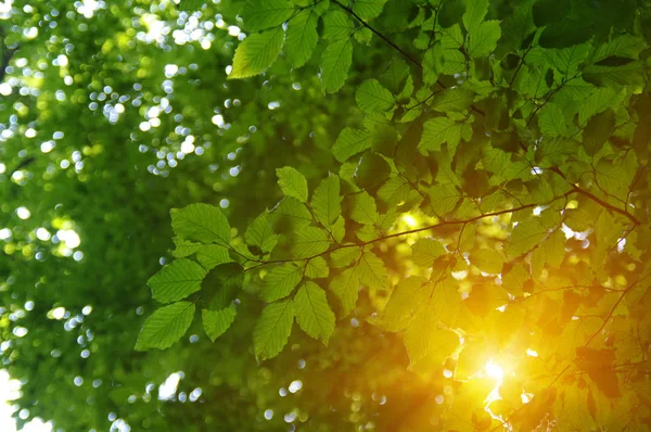 Gröna Blad Och Sol Våren — Stockfoto