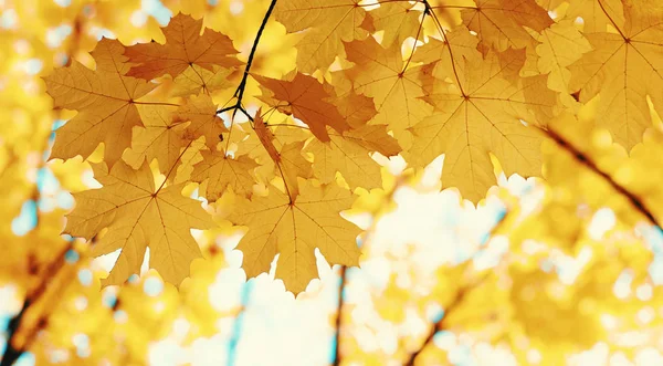 Höstlöv Suddig Natur Bakgrund Grunt Fokus Fall Bokeh — Stockfoto