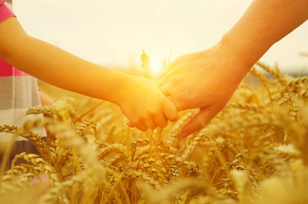 Handen Van Moeder Dochter Zon Houden Elkaar Tarweveld — Stockfoto