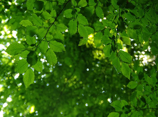 Zielone Liście Zielonym Tle Bokeh — Zdjęcie stockowe