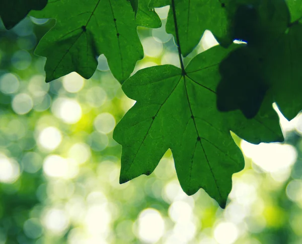 Folhas Verdes Nos Fundos Bokeh Verdes — Fotografia de Stock
