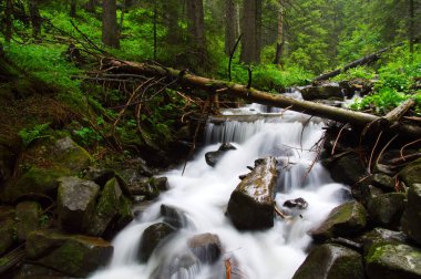 Woods ve ağaçta sis Nehri