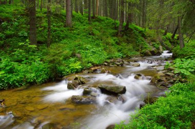 Woods ve ağaçta sis Nehri