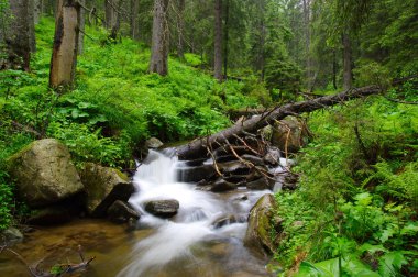 Woods ve ağaçta sis Nehri