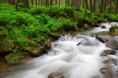 Woods ve ağaçta sis Nehri