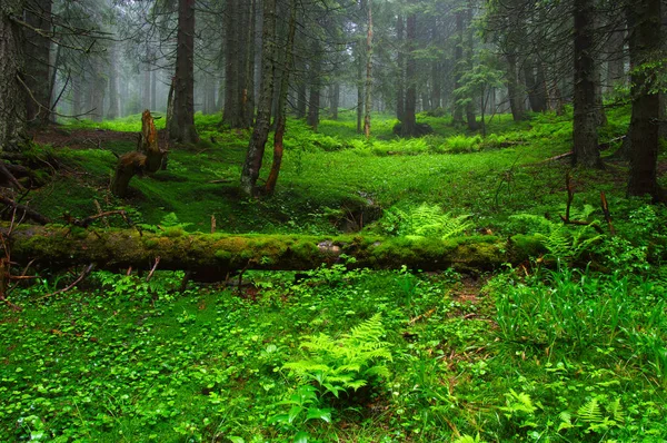 Trees Forest Fog — Stock Photo, Image