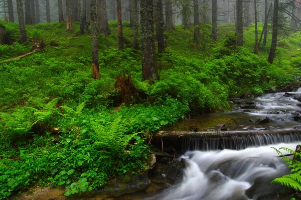 Rzeki Lesie Drzew Mgle — Zdjęcie stockowe