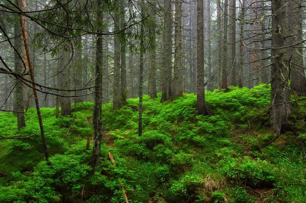 Trees Forest Fog — Stock Photo, Image