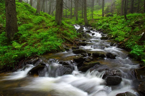 Fiume Nel Bosco Alberi Nella Nebbia — Foto Stock