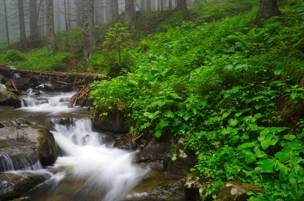 Fiume Nel Bosco Alberi Nella Nebbia — Foto Stock