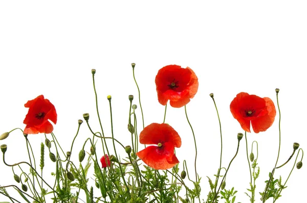 Amapolas Rojas Aisladas Blanco — Foto de Stock