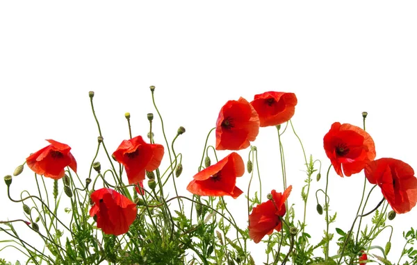 Red Poppies Isolated White — Stock Photo, Image