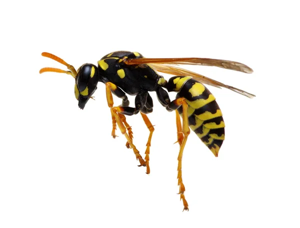 Wasp Isolated White Background — Stock Photo, Image