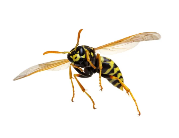 Wasp Isolated White Background — Stock Photo, Image