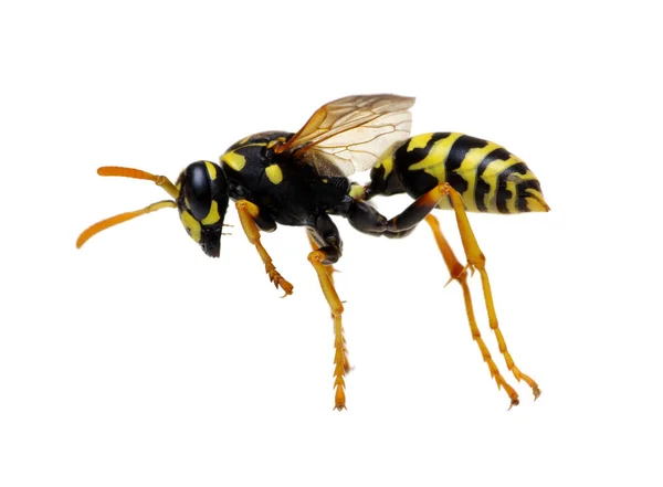 在白色背景上隔离的黄蜂 — 图库照片