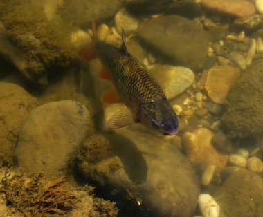 Nehir suyundaki balıklar