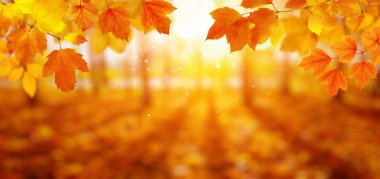  Autumn leaves on the sun and blurred trees . Fall background. clipart