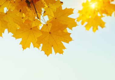 Güneşte sonbahar yaprakları. Sonbahar bulanık arkaplanı.